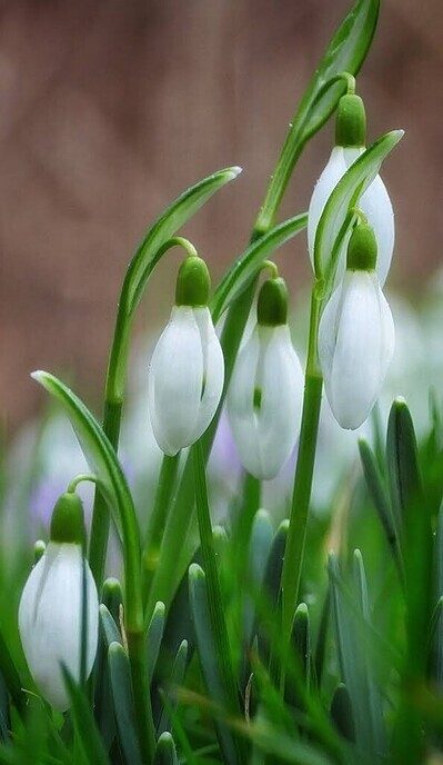De lente - Foto: Femmie Smink
