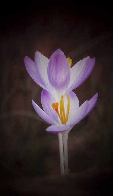 De lente - Foto: Femmie Smink