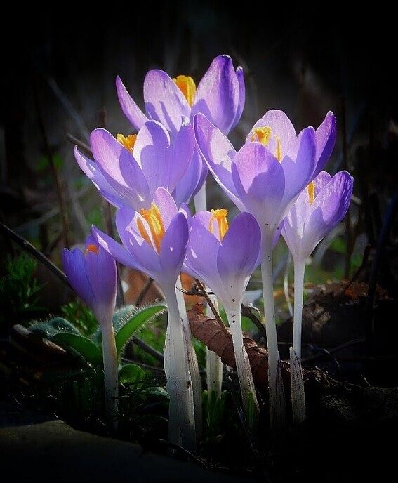 De lente - Foto: Femmie Smink