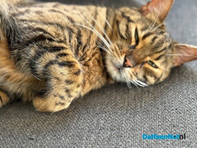 Vermist: een grote kater met panterprint - Foto: Ingezonden foto