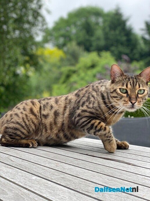 Vermist: een grote kater met panterprint - Foto: Ingezonden foto