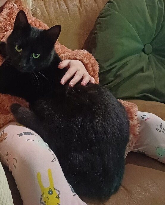 Wij zijn onze kat Batman kwijt - Foto: Ingezonden foto