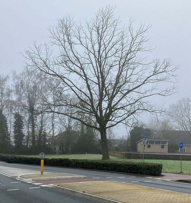 Kap boom rotonde Rondweg - Foto: Ingezonden foto