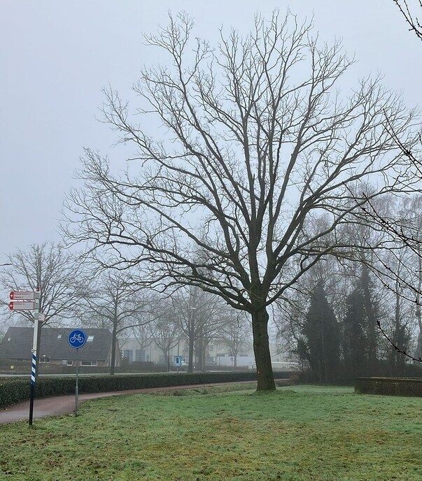Kap boom rotonde Rondweg - Foto: Ingezonden foto