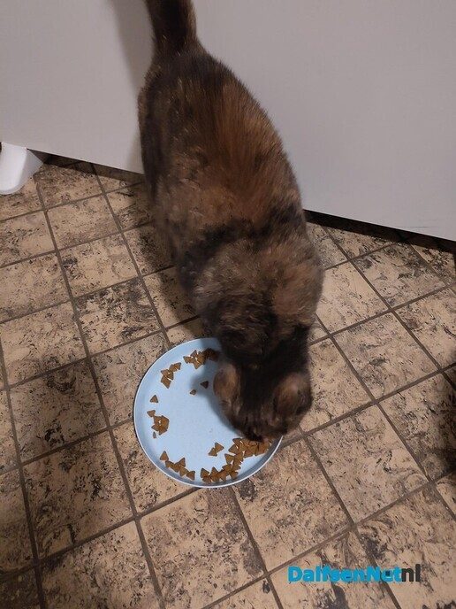 Gevonden poes - Foto: Ingezonden foto