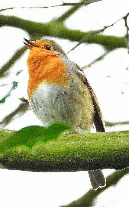 Roodborst zingt - Foto: Femmie Smink
