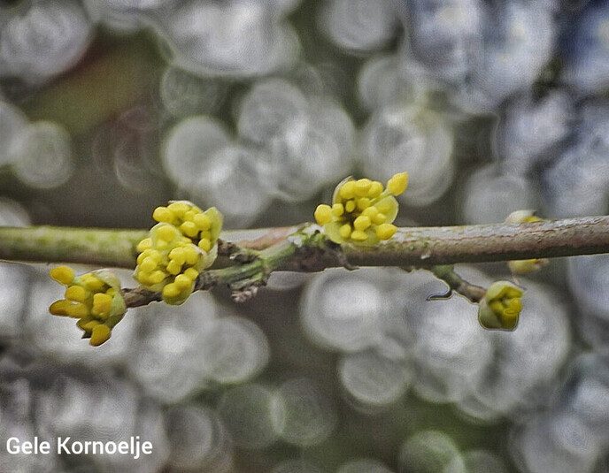 Femmie met haar camera tussen de bloemen - Foto: Femmie Smink