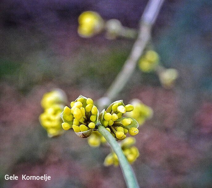 Femmie met haar camera tussen de bloemen - Foto: Femmie Smink
