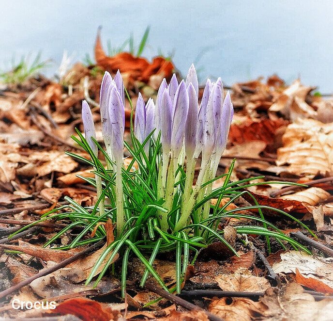 Femmie met haar camera tussen de bloemen - Foto: Femmie Smink