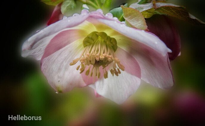 Femmie met haar camera tussen de bloemen - Foto: Femmie Smink