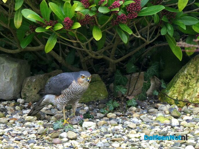 Sperwer op bezoek - Foto: Ingezonden foto