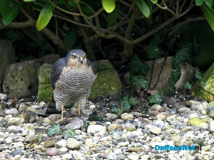 Sperwer op bezoek - Foto: Ingezonden foto