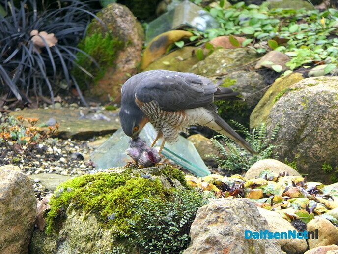 Sperwer op bezoek - Foto: Ingezonden foto