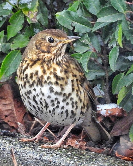 De echte zanglijster was weer in beeld - Foto: Femmie Smink