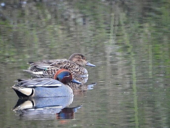 Goudentijden voor de natuurfotograaf komt er aan - Foto: Femmie Smink