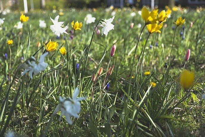 We mogen aan het voorjaar ruiken - Foto: Ingezonden foto