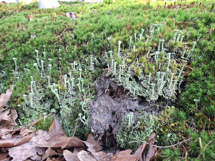 Bekertiesmos - Foto: Gruune Jopie