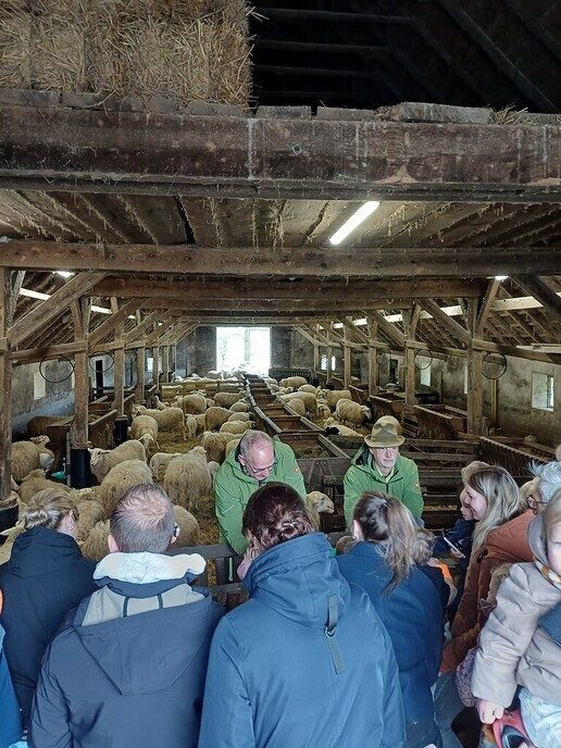 Het was gisteren lammetjesdag bij de Lemelerberg - Foto: Ingezonden foto