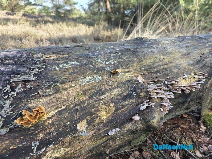 Vilsterenseveld - Foto: Ingezonden foto