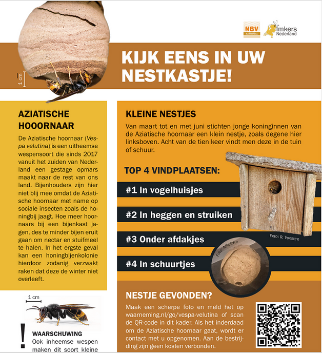 Bijenvereniging wil hulp bij opsporing Aziatische Hoornaar - Foto: Ingezonden foto