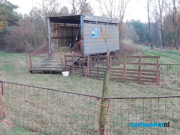 2 Schapen dood en 1 op de vlucht door wolf - Foto: Willy
