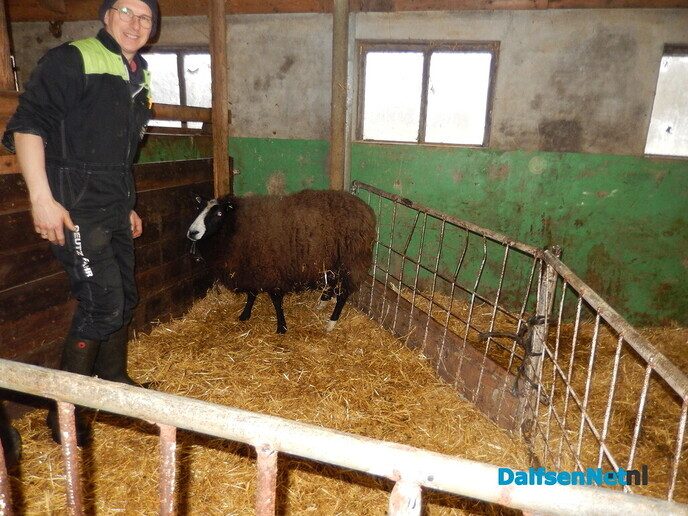 Schaap die was ontsnapt aan wolf, terug naar boerderij - Foto: Willy