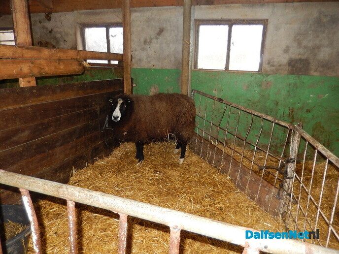 Schaap die was ontsnapt aan wolf, terug naar boerderij - Foto: Willy