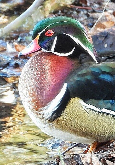 Deze Carolina eend is een ontsnapte sierwatervogel - Foto: Femmie Smink