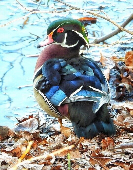Deze Carolina eend is een ontsnapte sierwatervogel - Foto: Femmie Smink