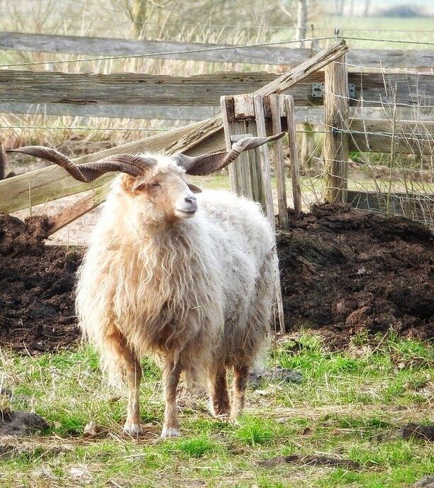 Hongaarse Racka schapen - Foto: Femmie Smink