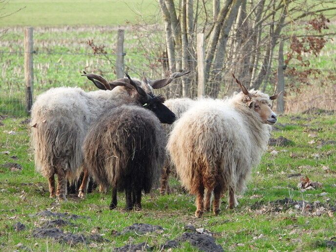 Hongaarse Racka schapen - Foto: Femmie Smink