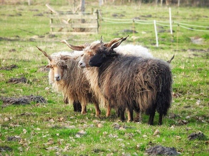 Hongaarse Racka schapen - Foto: Femmie Smink