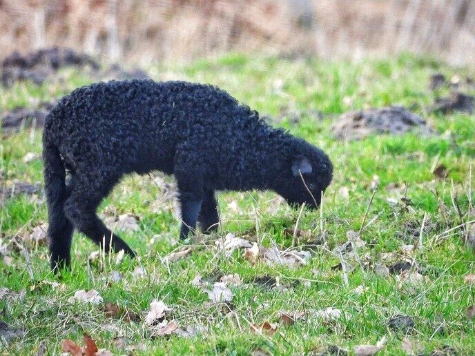 Hongaarse Racka schapen - Foto: Femmie Smink