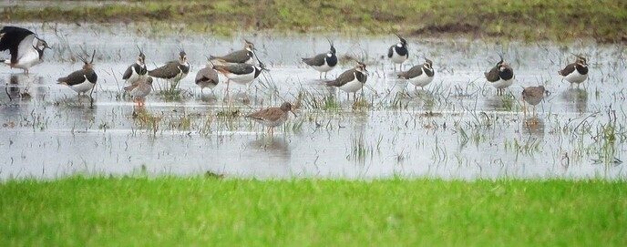 De weidevogels zijn aangekomen op de Hessenpoort - Foto: Femmie Smink