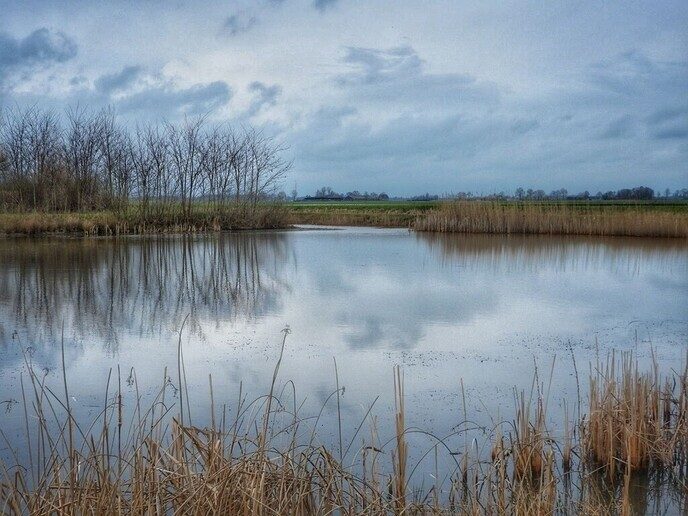 De weidevogels zijn aangekomen op de Hessenpoort - Foto: Femmie Smink