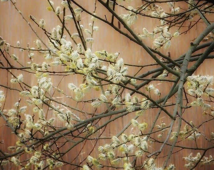 De weidevogels zijn aangekomen op de Hessenpoort - Foto: Femmie Smink