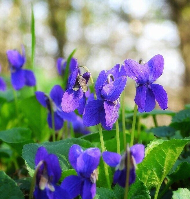 De tuin begint al wat te kleuren - Foto: Femmie Smink