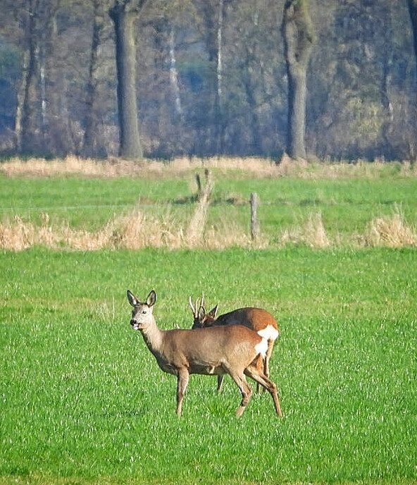 Reeën, bijna op de lens van mijn camera - Foto: Femmie Smink