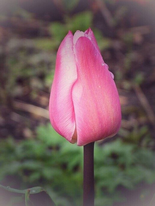 De tuin begint al wat te kleuren - Foto: Femmie Smink