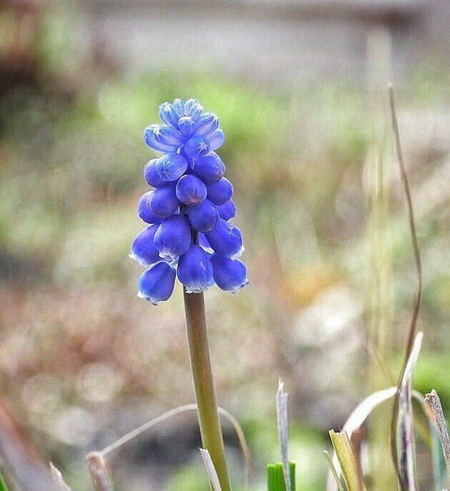 De tuin begint al wat te kleuren - Foto: Femmie Smink