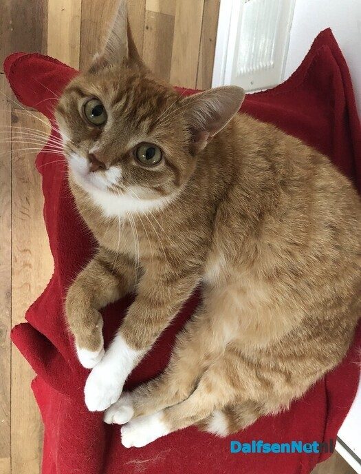 Poes vermist - Foto: Ingezonden foto