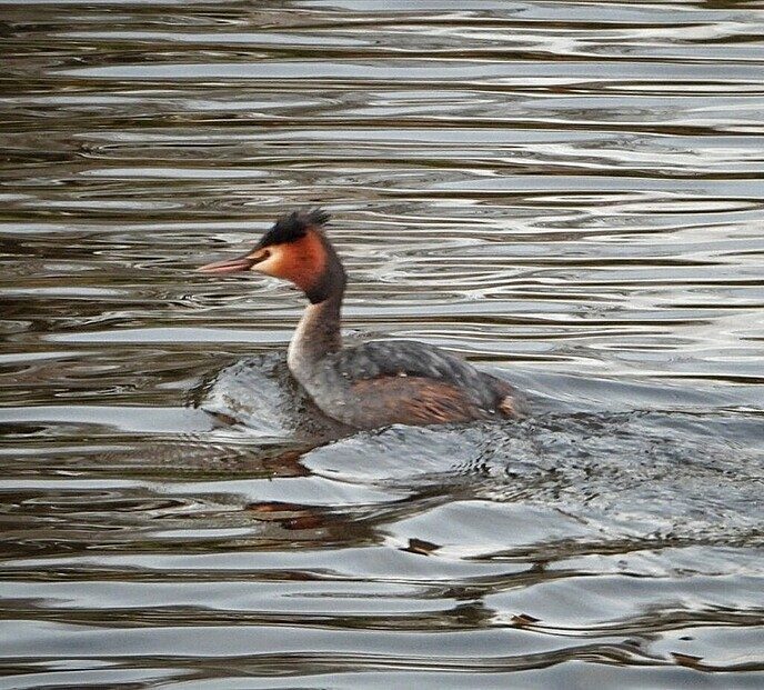 Via de regenplas naar de Hulsterplas - Foto: Femmie Smink