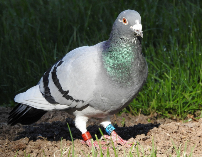 De duiven vliegen weer