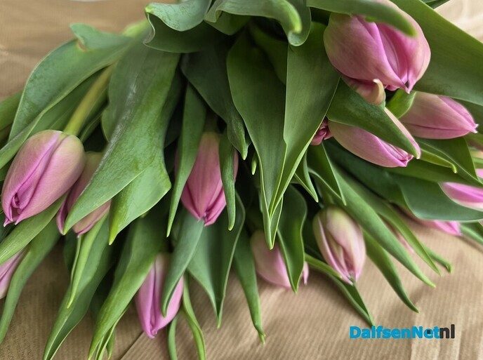 Kievitsbloem op Bellingeweer - Foto: Jennie Kanis
