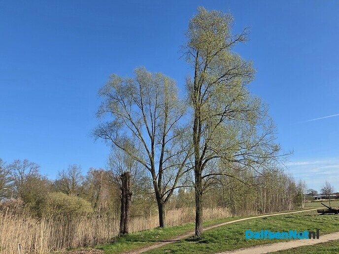 Kievitsbloem op Bellingeweer - Foto: Jennie Kanis