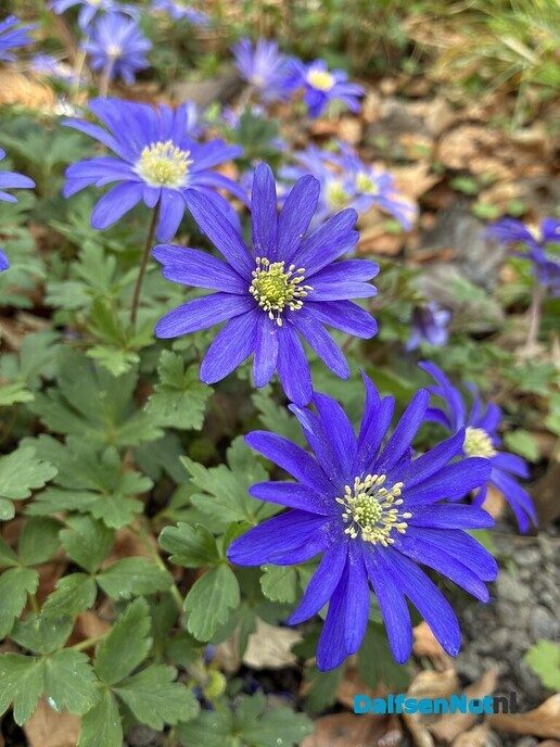 Lezing stinzen en stinzenplanten