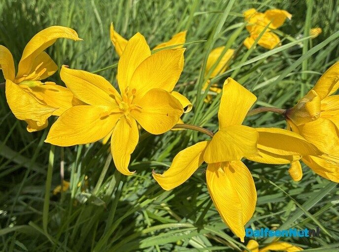 Lezing stinzen en stinzenplanten - Foto: Ingezonden foto