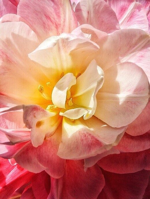 Tulpen, er zijn veel soorten - Foto: Femmie Smink