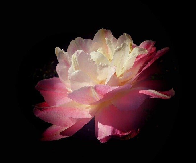 Tulpen, er zijn veel soorten - Foto: Femmie Smink