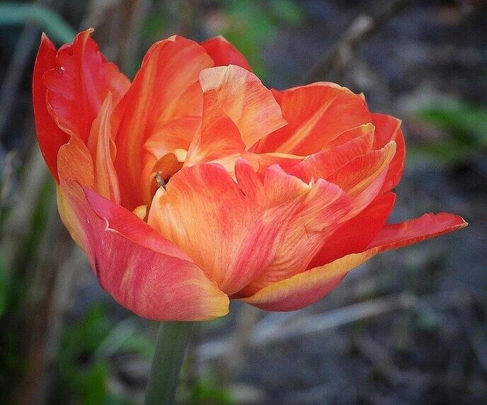 Tulpen, er zijn veel soorten - Foto: Femmie Smink